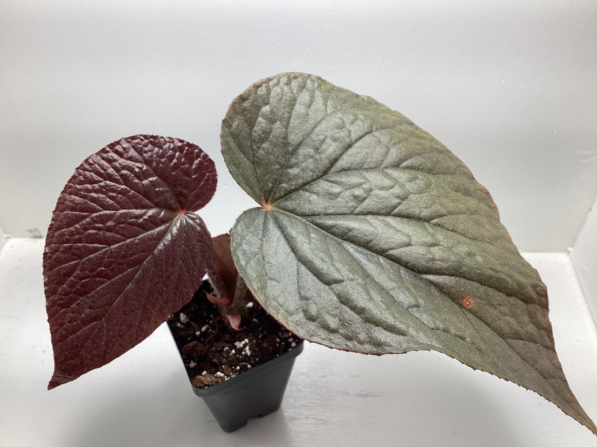 Begonia U508 - large-leaf Rhizamatous begonia