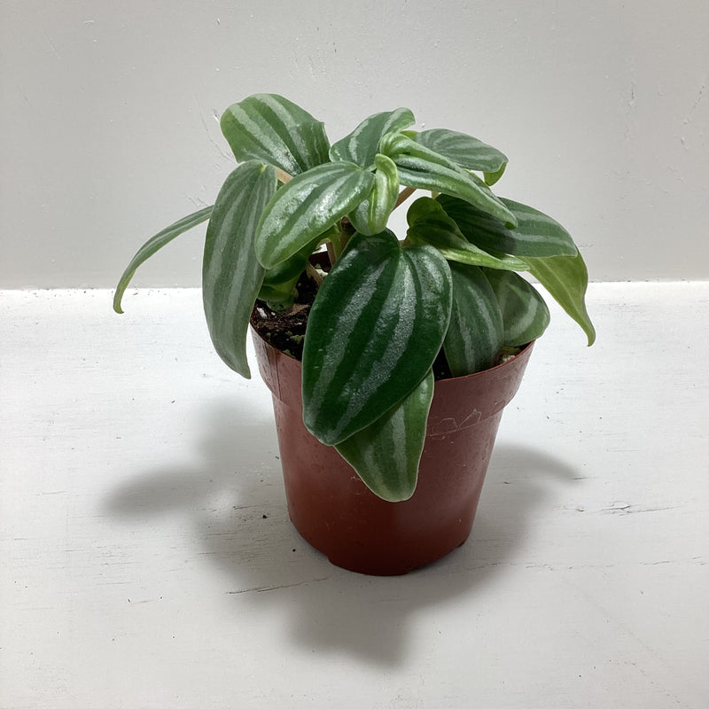 Peperomia ‘Mini Watermelon’ — My Green Obsession 
