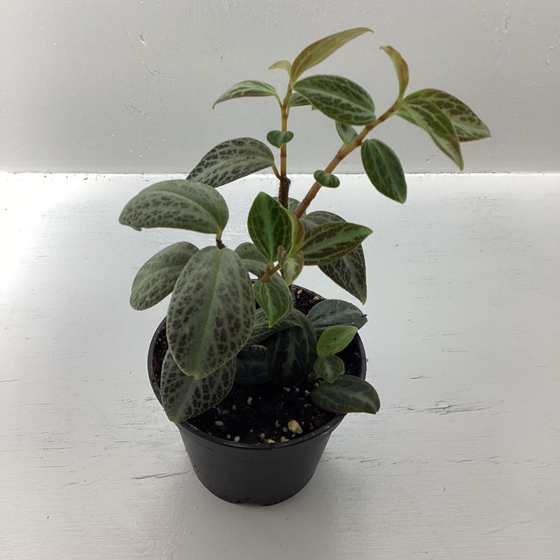 Peperomia trinervis sp. Ecuador — My Green Obsession 