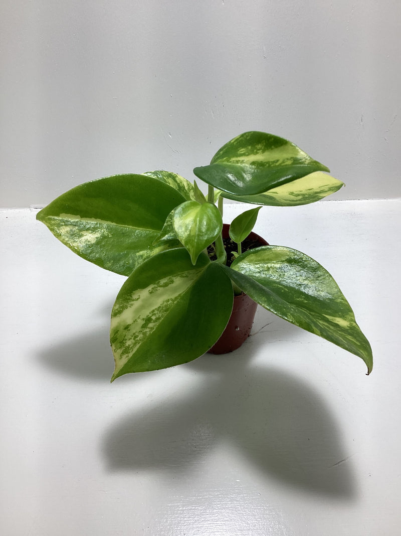 Peperomia Cubensis variegated — My Green Obsession 