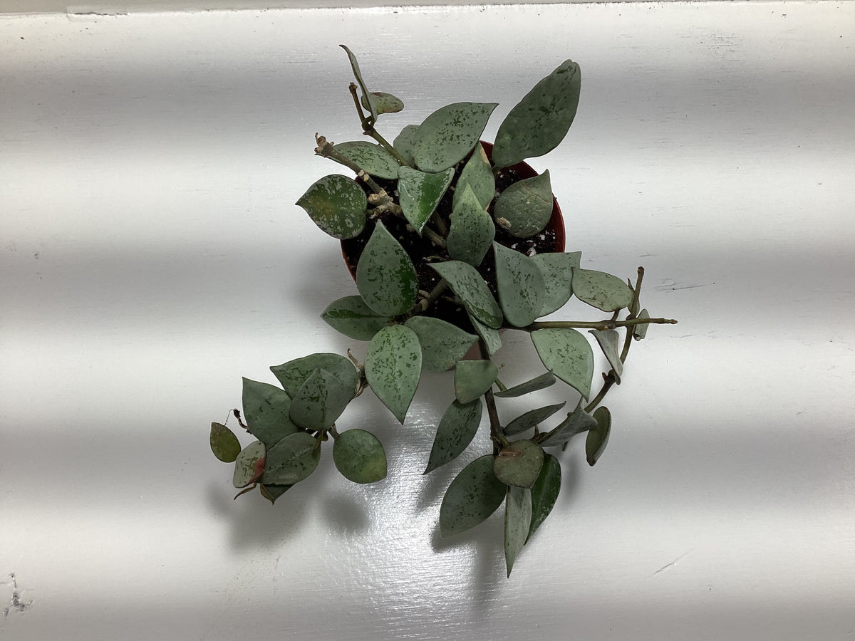 Hoya krohniana ‘Arctic’ aka ‘Eskimo’ or ‘Super Silver’