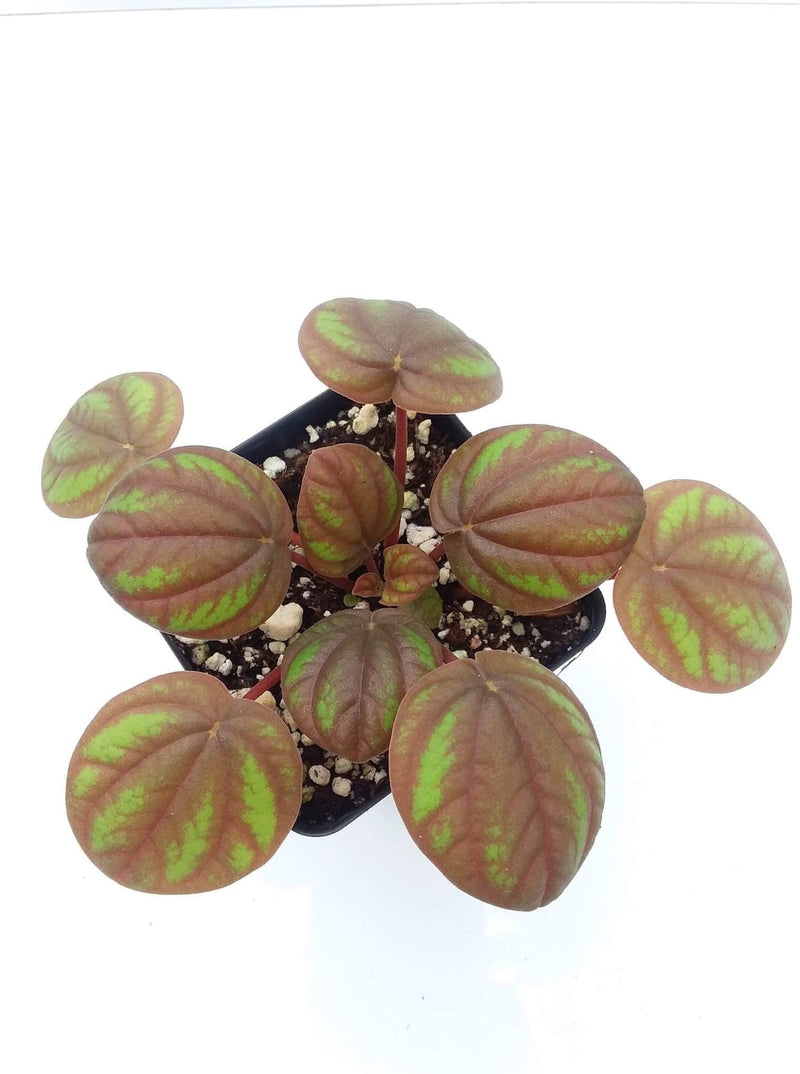 Peperomia ‘Peppermill’ — My Green Obsession 