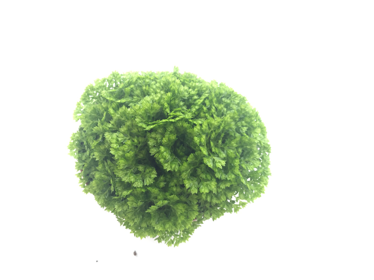 Selaginella kraussiana brownii - fern