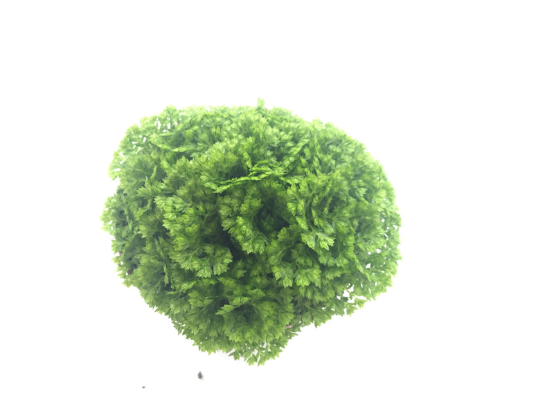 Selaginella kraussiana brownii - fern — My Green Obsession 