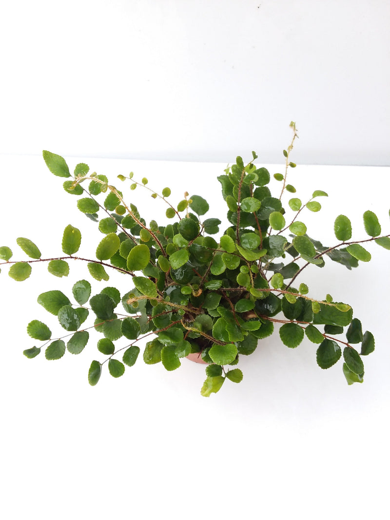 Button Fern - Pellaea rotundifolia — My Green Obsession 