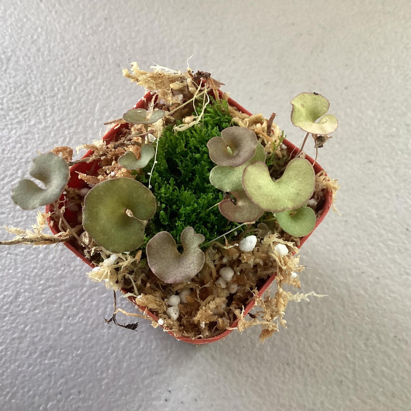Utricularia reniformis - bladderwort/carnivorous plant — My Green Obsession 