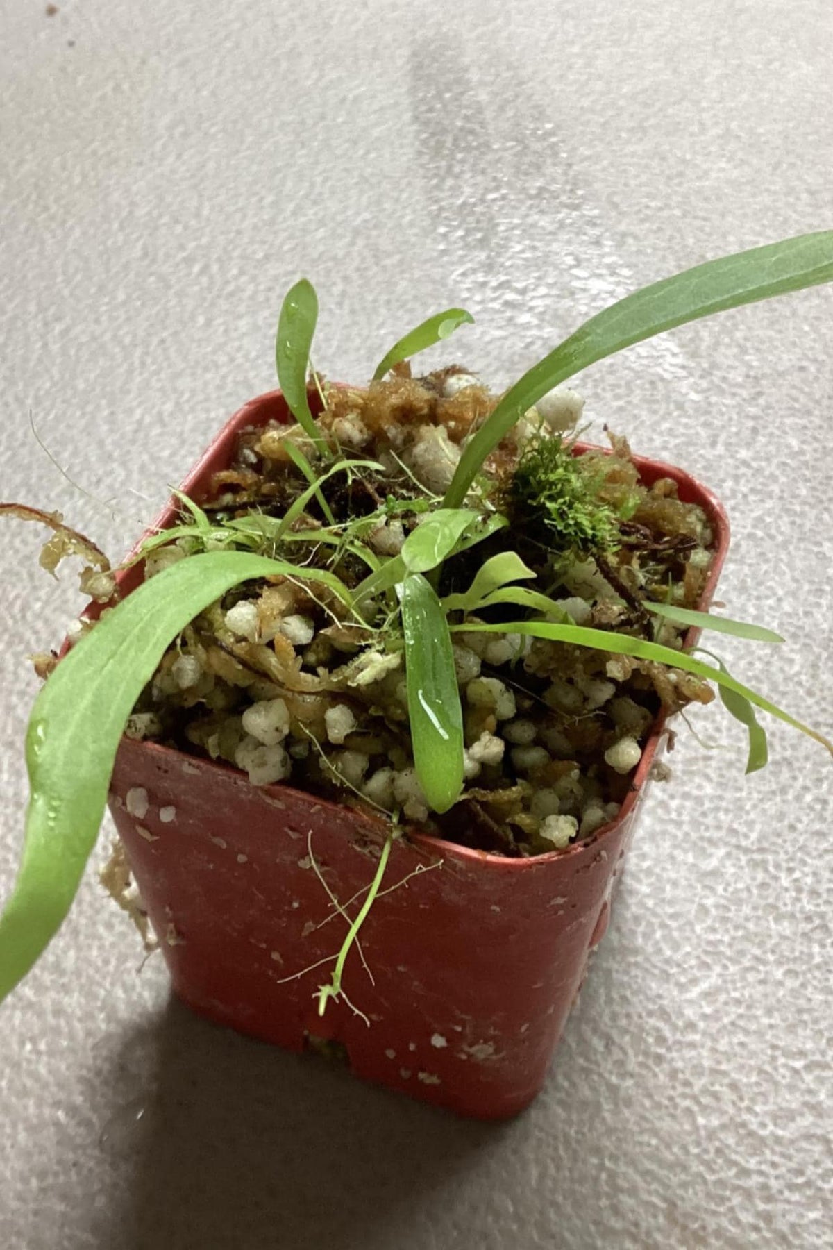 Utricularia longfolia - bladderwort/carnivorous plants