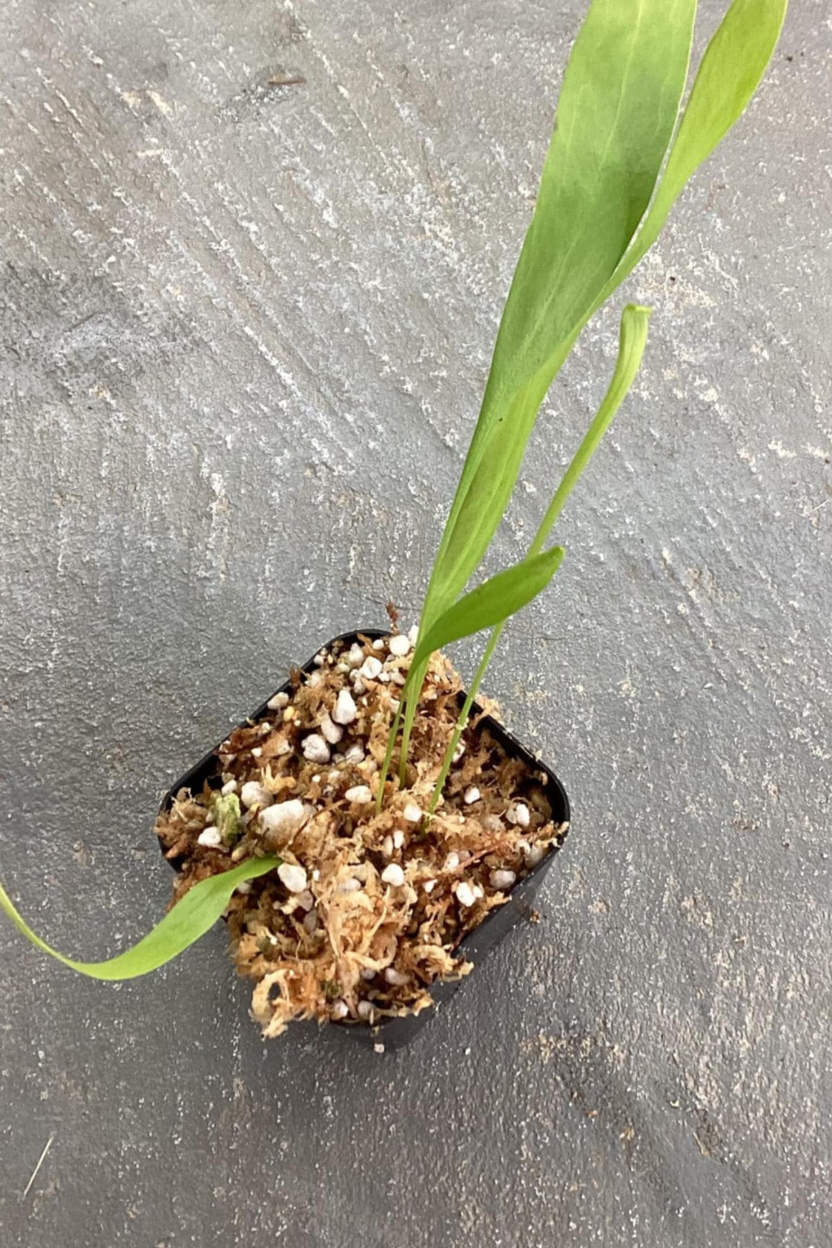 Utricularia alpina x endressii