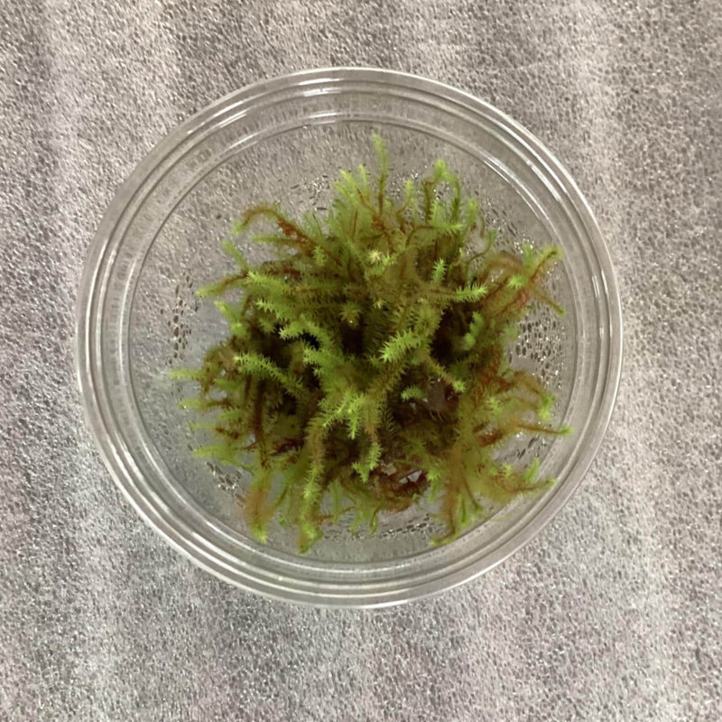 Club Moss - unidentified species — My Green Obsession 