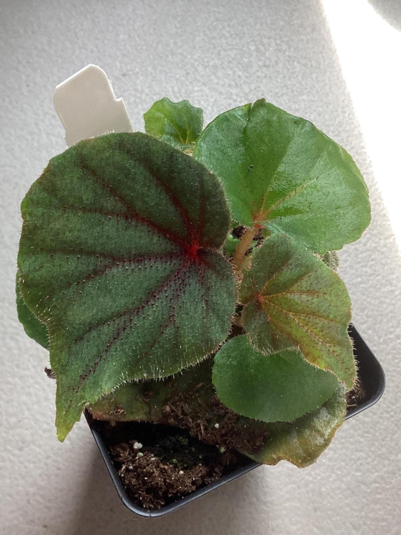 Begonia sericoneura var. lindyana — My Green Obsession 