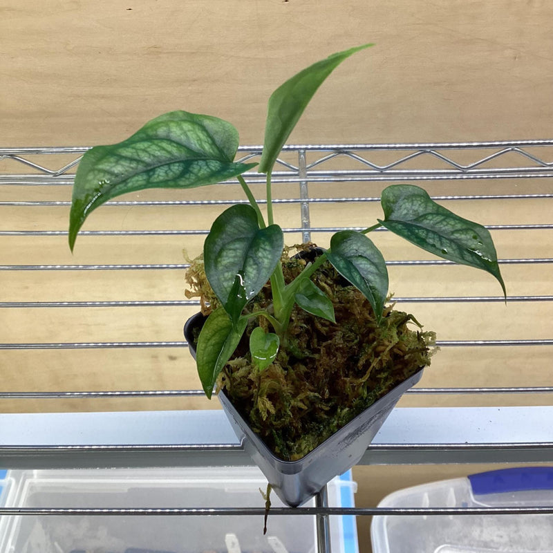 Monstera Siltepecana; vivarium/terrarium/houseplant — My Green Obsession 