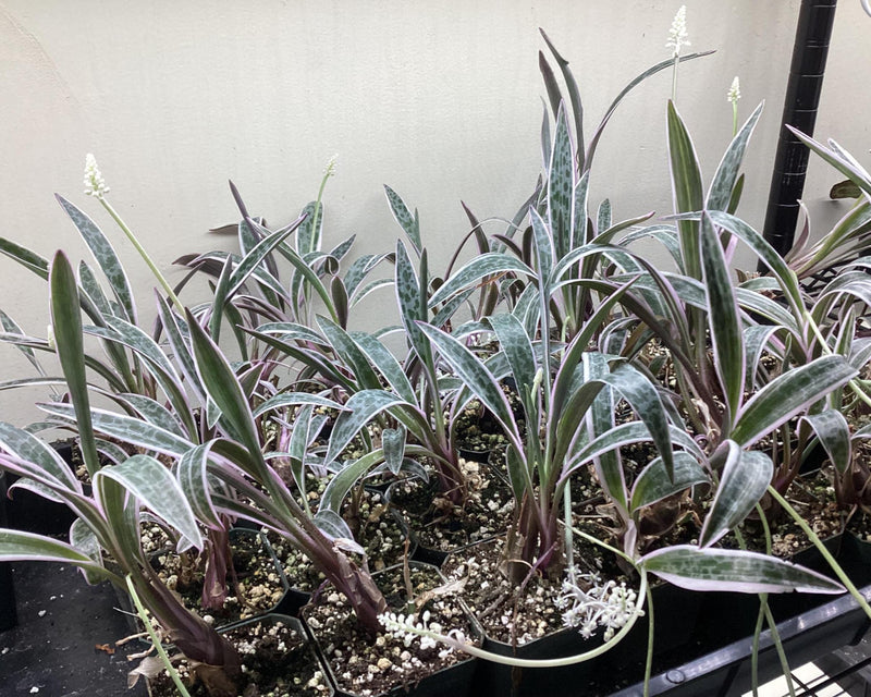 Ledebouria socialis variegated - variegated Silver Squill — My Green Obsession 