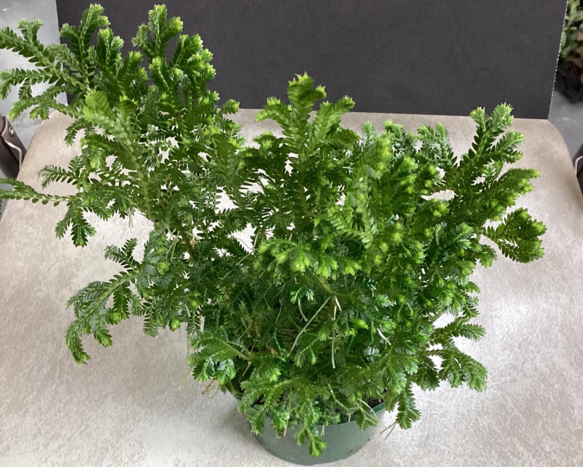 Frosty Fern - Selaginella kraussiana