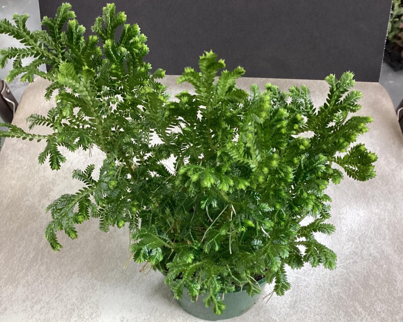 Frosty Fern - Selaginella kraussiana — My Green Obsession 