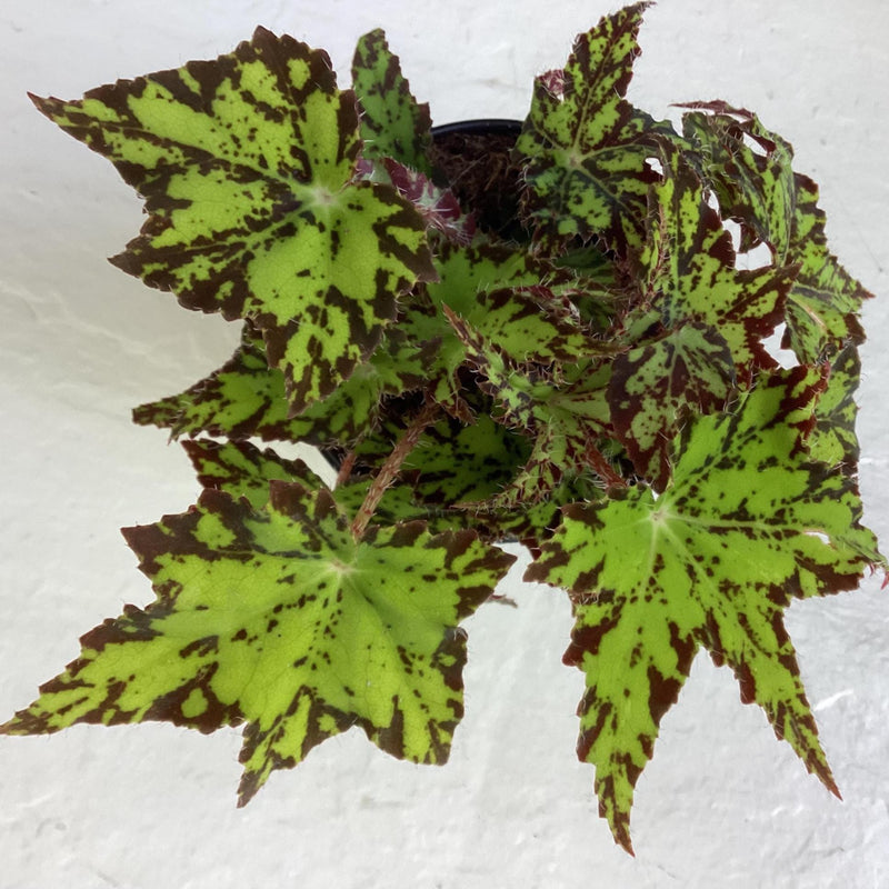 Begonia ‘Geometry’ - 4 inch pot — My Green Obsession 