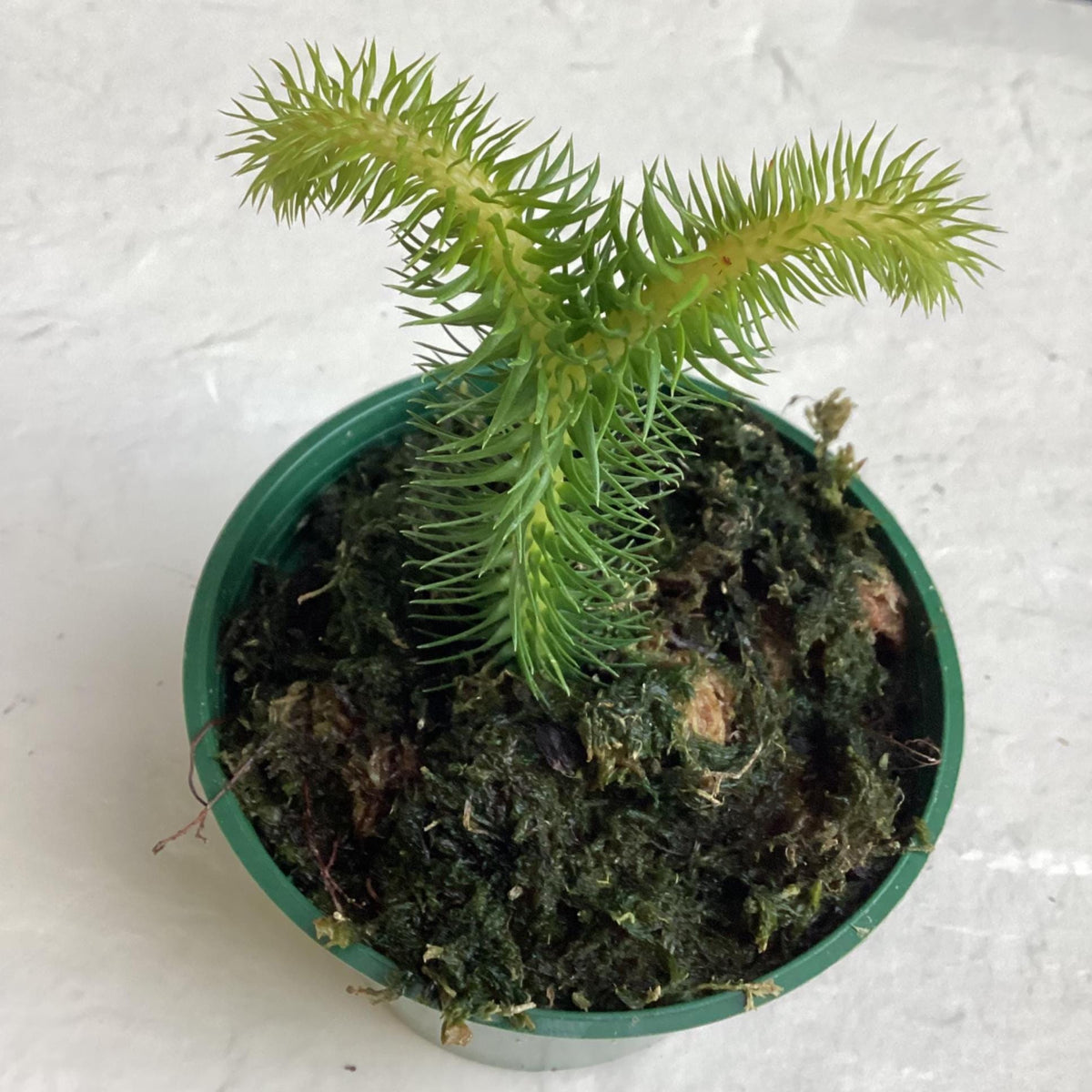 Lycopodium squarrosum - Rock Tassel Fern