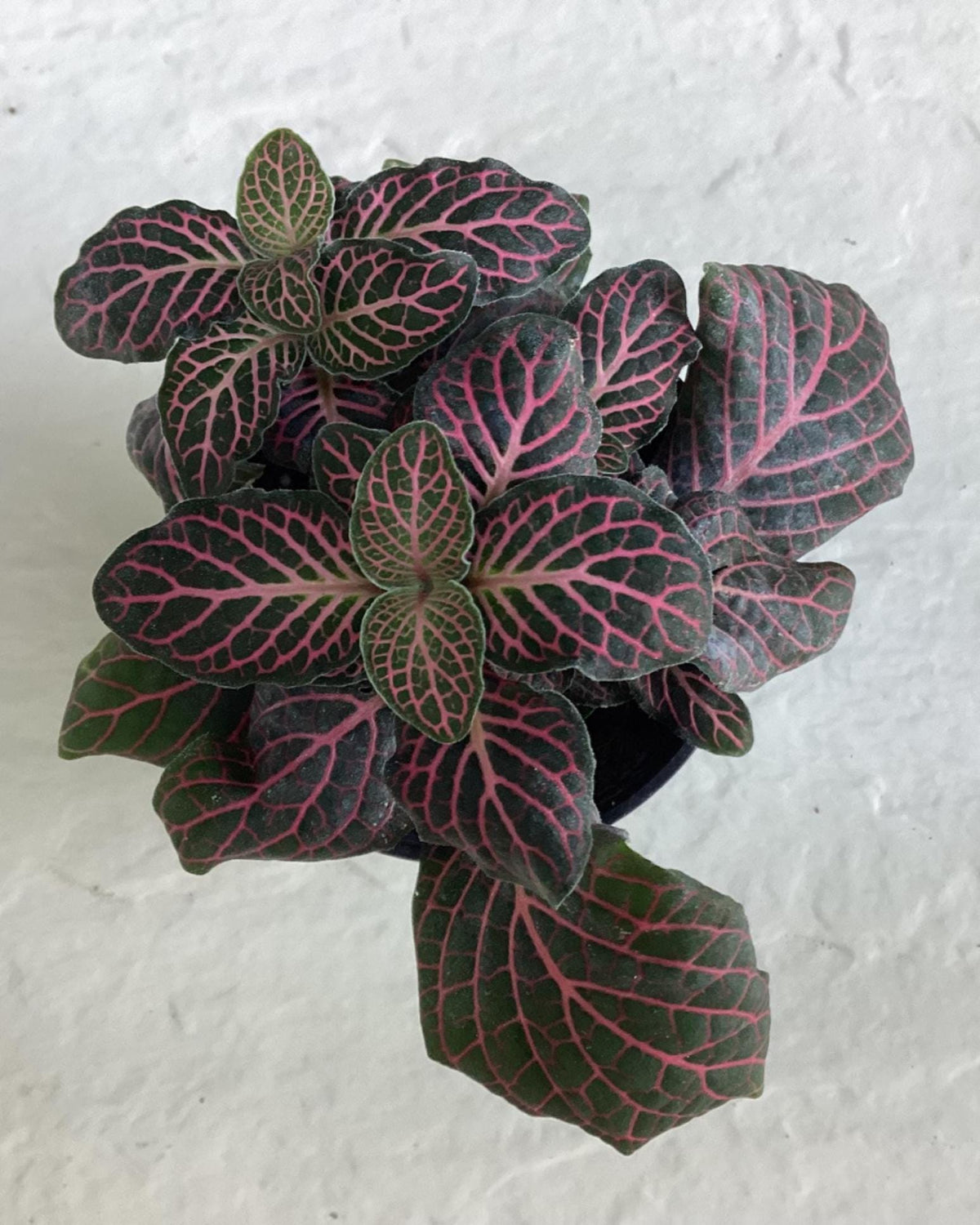 Fittonia albivenis - Pink Nerve Plant - houseplant