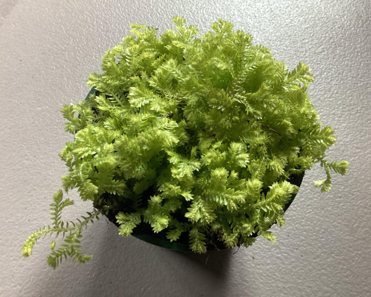 Selaginella kraussiana ‘Aurea’