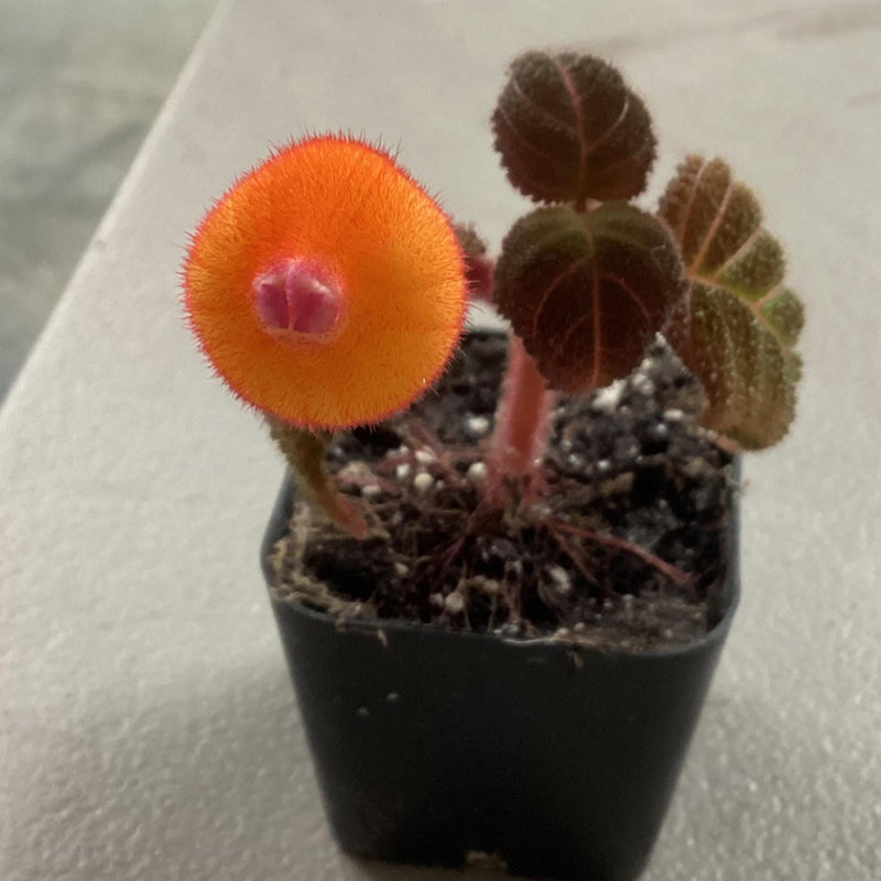 Pearcea hypocrytiflora — My Green Obsession 