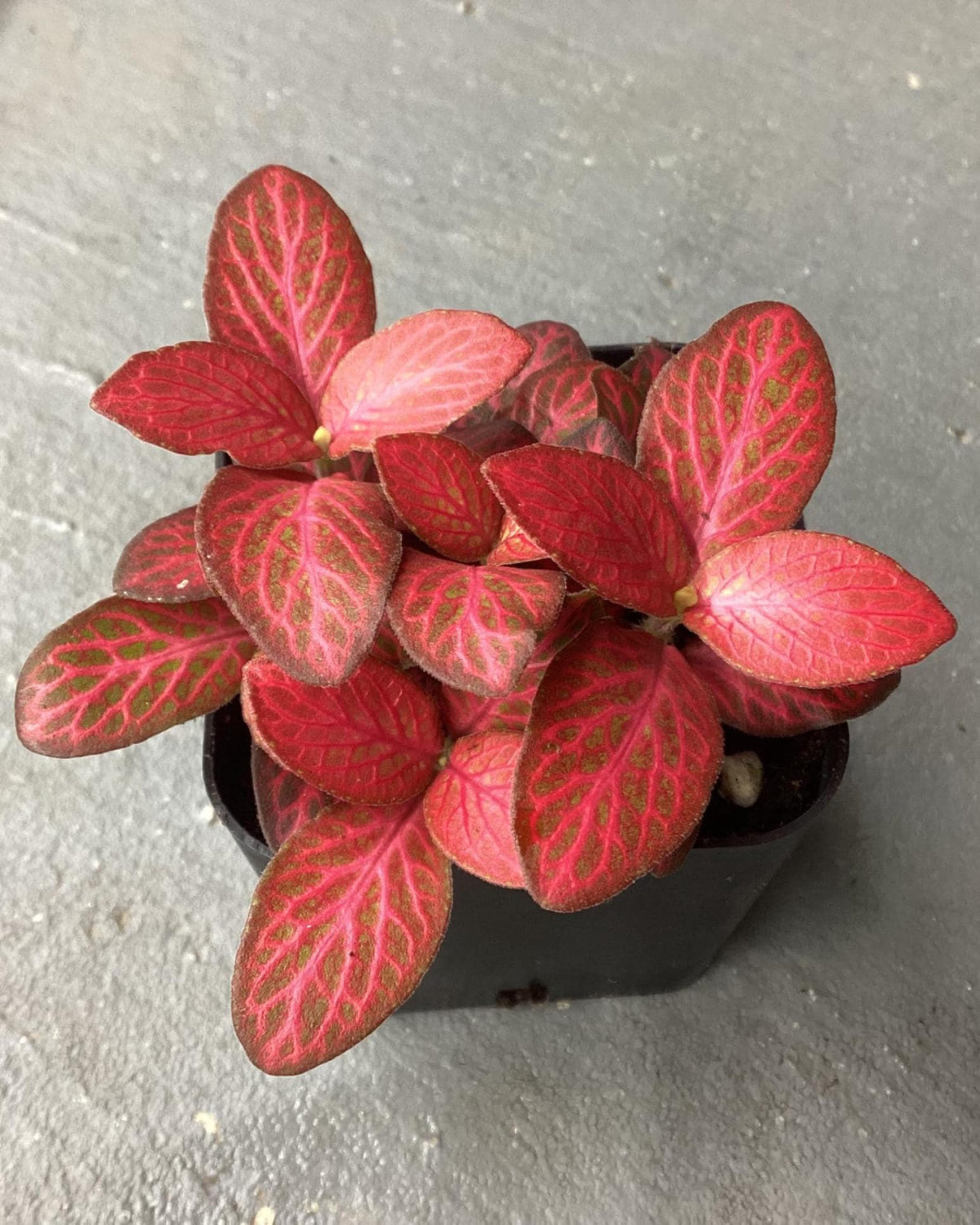 Fittonia nerve plant - ‘Red Flame’
