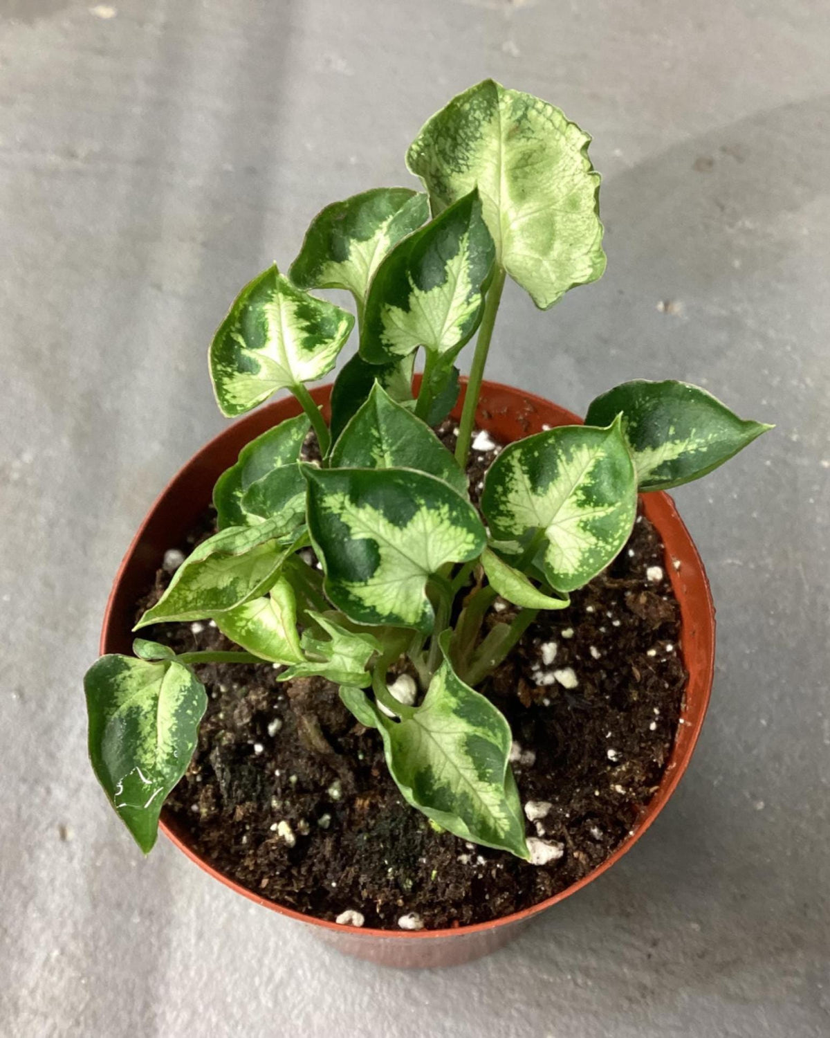 Syngonium ‘Mini Pixie’