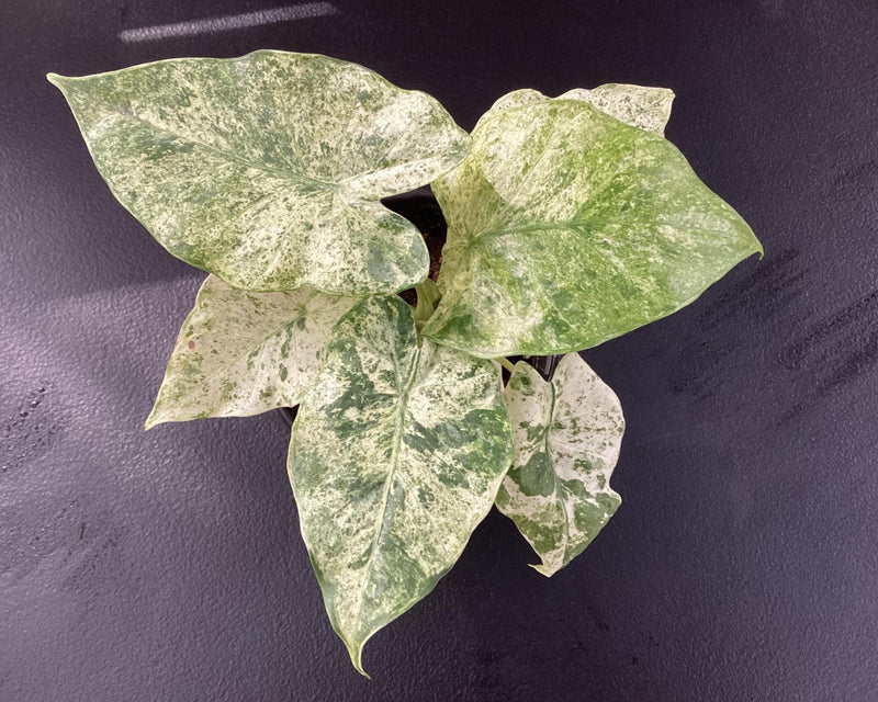 Alocasia ‘Blizzard’ — My Green Obsession 