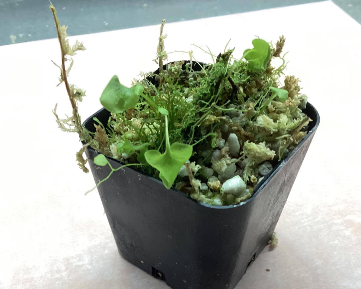 Utricularia nephrophylla x geminiloba - bladderwort/carnivorous plant