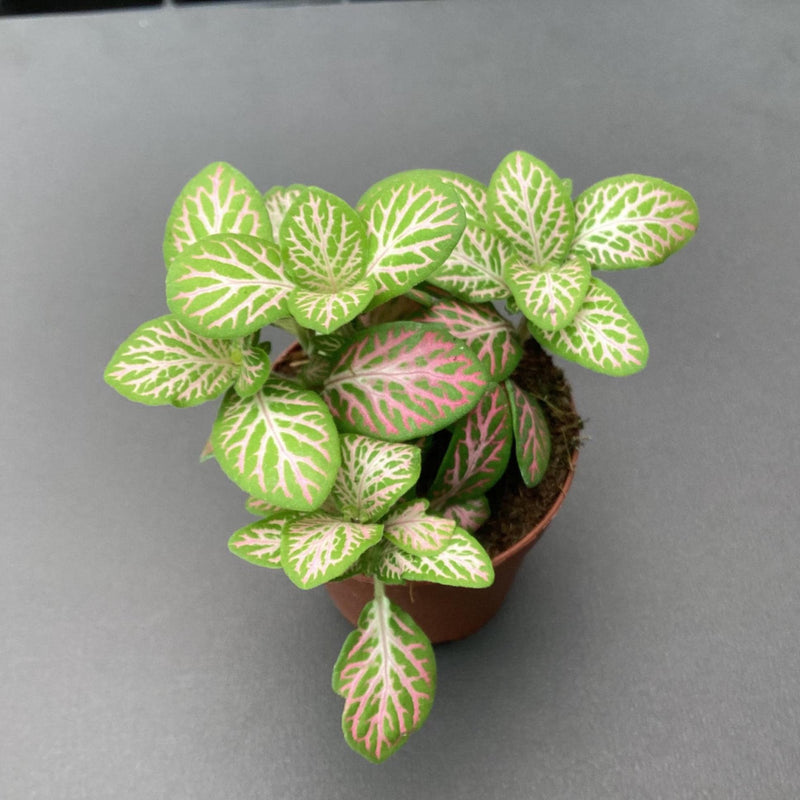 Fittonia ‘Salmon Ruby Lime’ - colorful nerve plant — My Green Obsession 