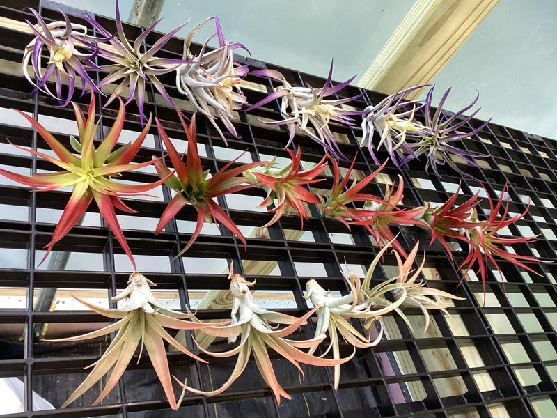 Tillandsia ‘Air Plants’ 4 pack -Grower’s Choice - tinted/dyed — My Green Obsession 