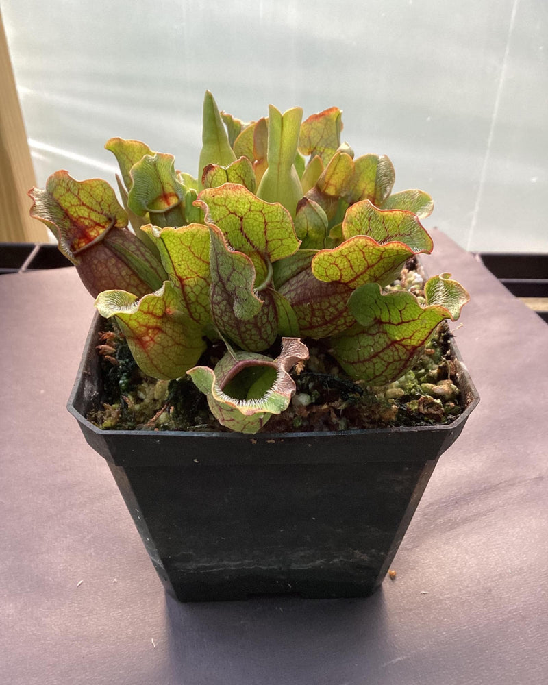 Sarracenia purpurea ssp. Venosa - pitcher plant — My Green Obsession 