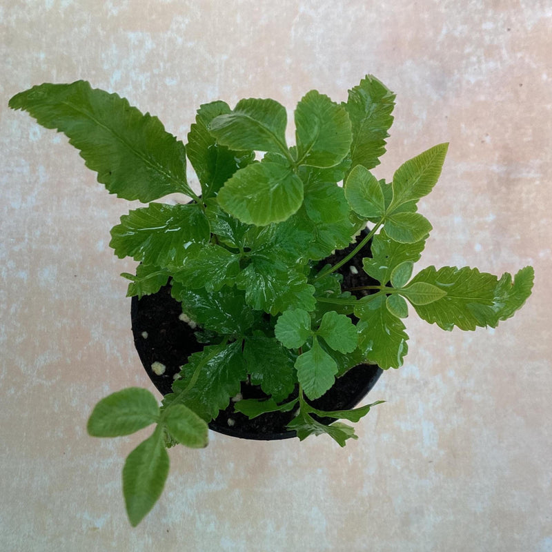 Pteris  cretica ‘Albo lineata’ - “Brake fern” — My Green Obsession 