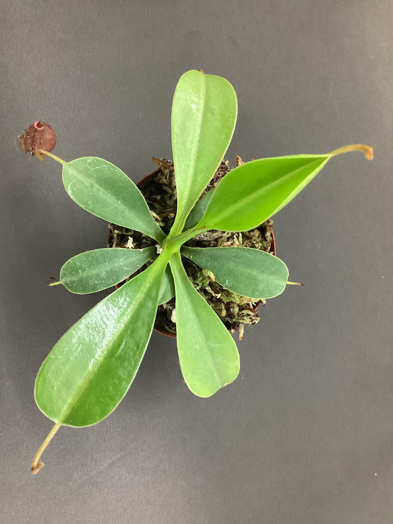 N. ‘ Lowii x ventricosa’ - pitcher plant - carnivorous plant — My Green Obsession 