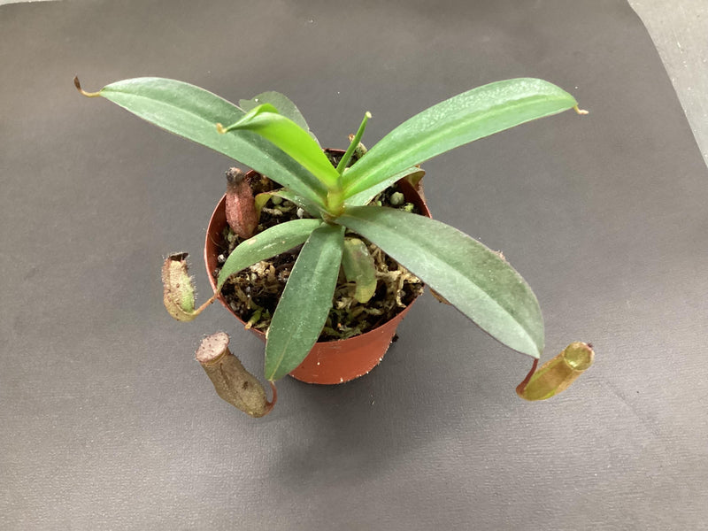 N. ‘Rebeca Soper’ - pitcher plant - carnivorous plant — My Green Obsession 