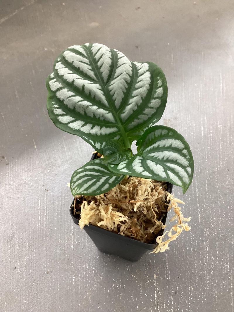 Justicia manserichensis - vivarium plant — My Green Obsession 