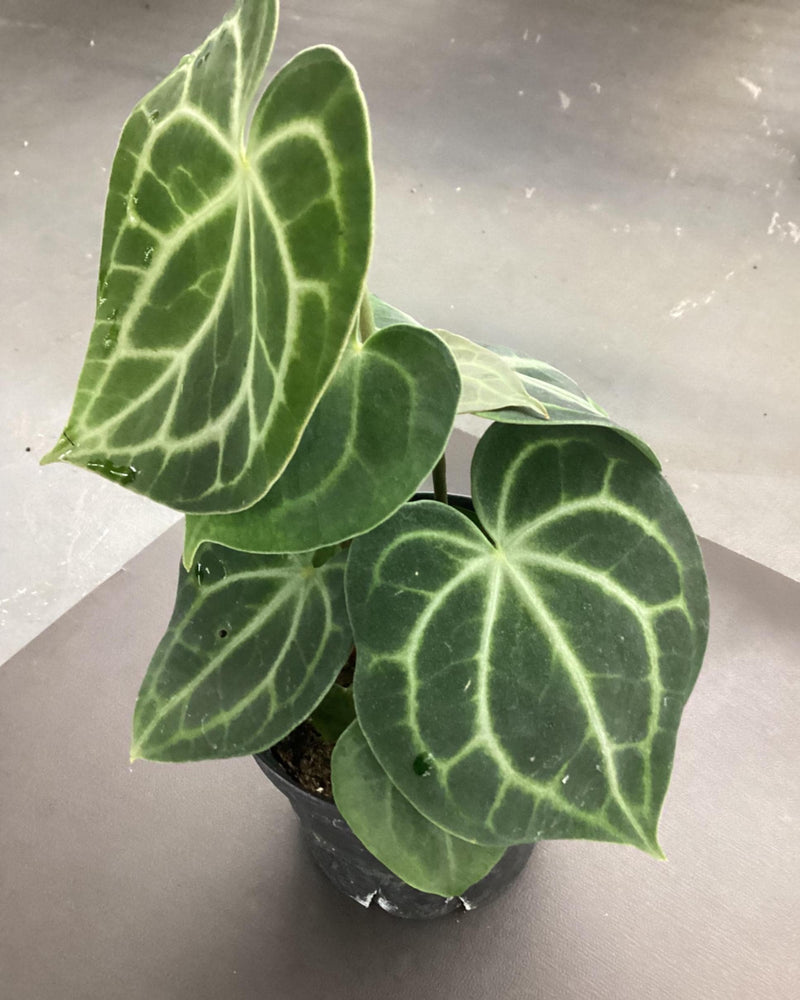 Anthurium clarinervium hybrid — My Green Obsession 