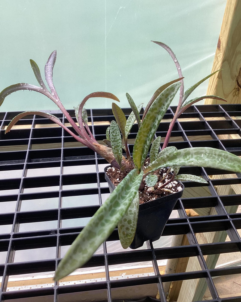 Ledebouria “Silver Squill” — My Green Obsession 
