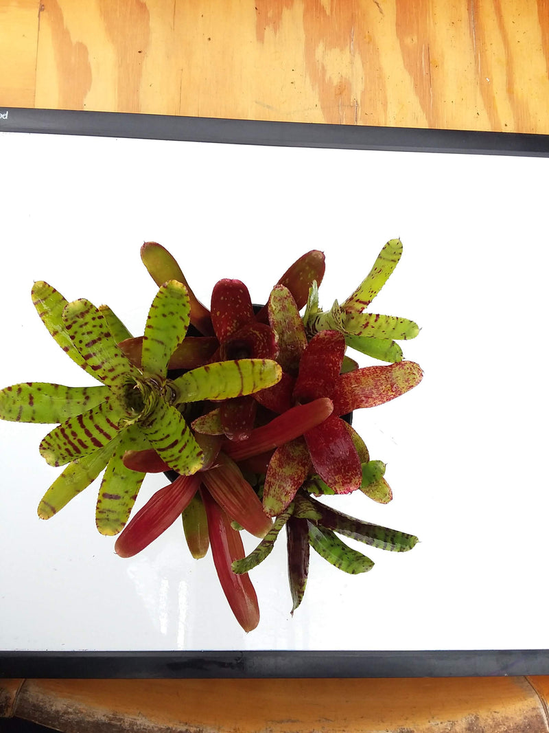 Miniature Bromeliad package - 3 pack — My Green Obsession 