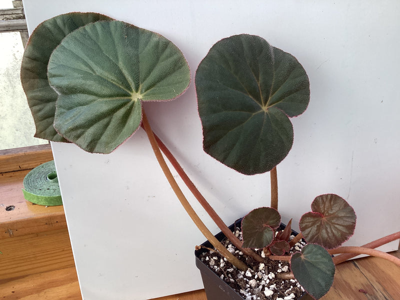 Begonia acetosa — My Green Obsession 