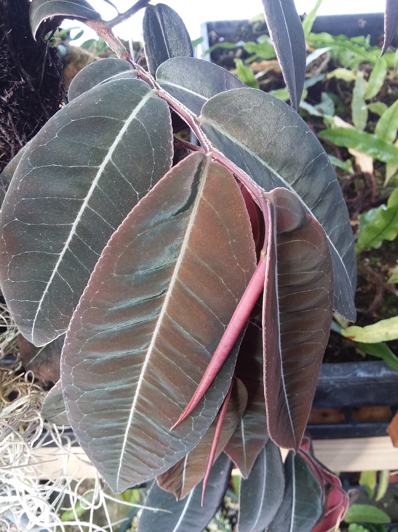 Marcgravia ‘El Coca’ — My Green Obsession 