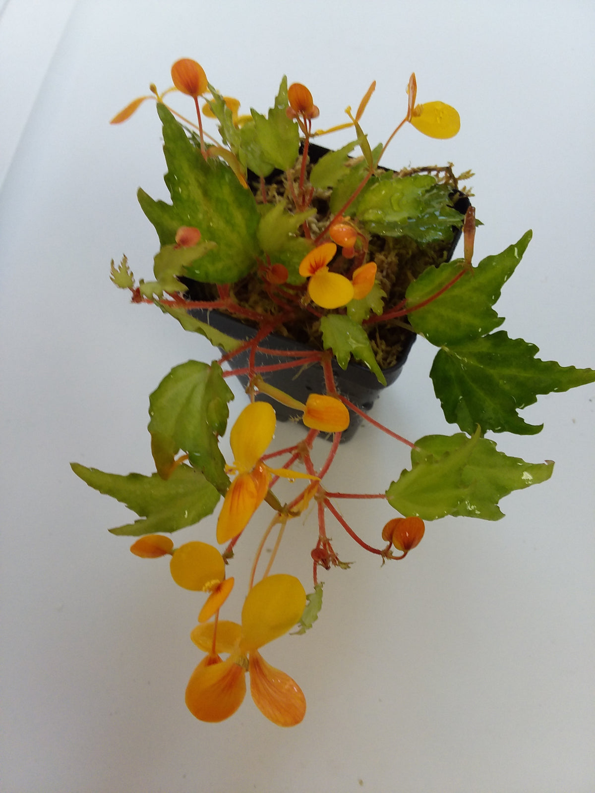 Begonia prismatocarpa