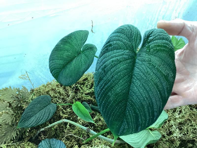 Philodendron lynnhannoniae — My Green Obsession 