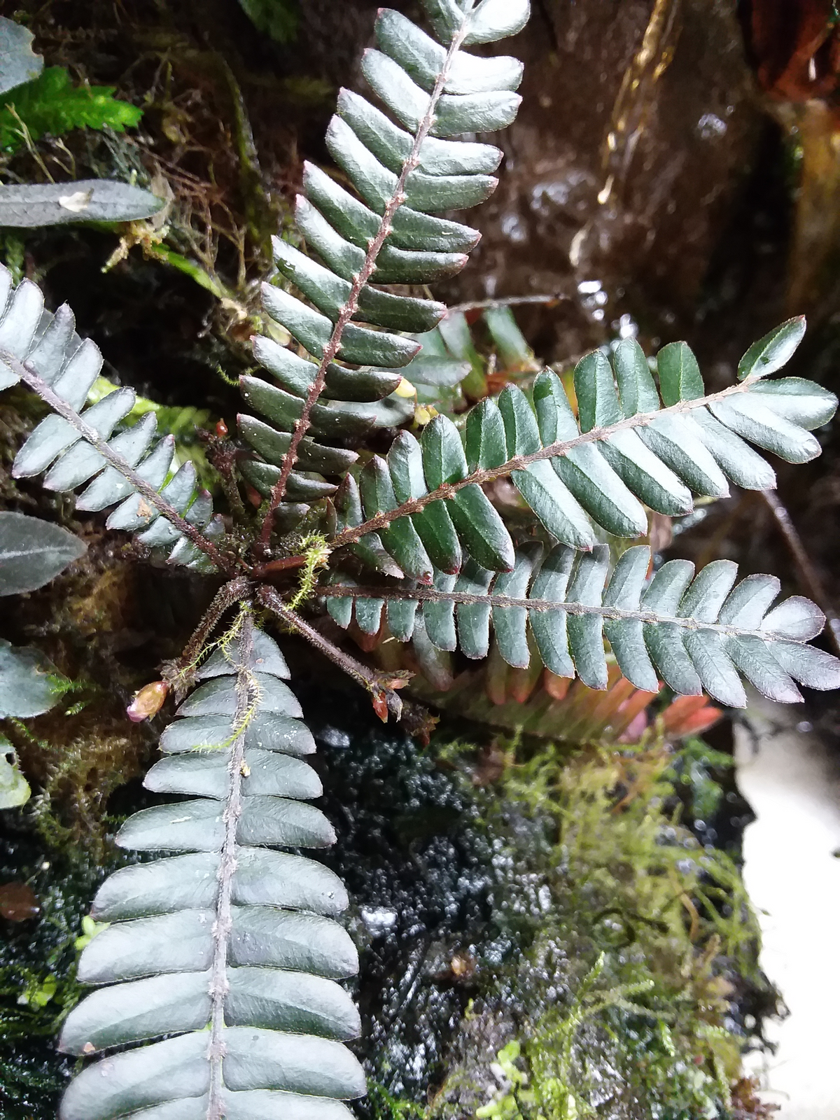 Biophytum sp. Ecuador